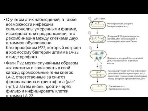 С учетом этих наблюдений, а также возможности инфекции сальмонеллы умеренными