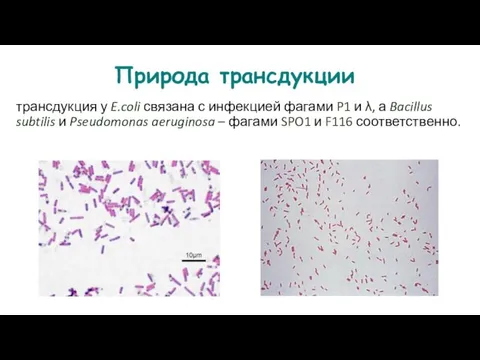 Природа трансдукции трансдукция у E.coli связана с инфекцией фагами P1