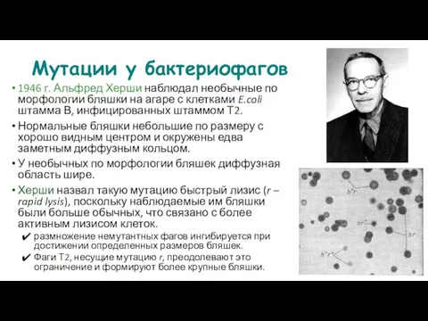 Мутации у бактериофагов 1946 г. Альфред Херши наблюдал необычные по