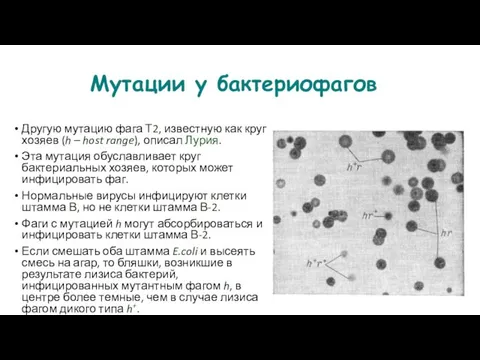 Мутации у бактериофагов Другую мутацию фага Т2, известную как круг