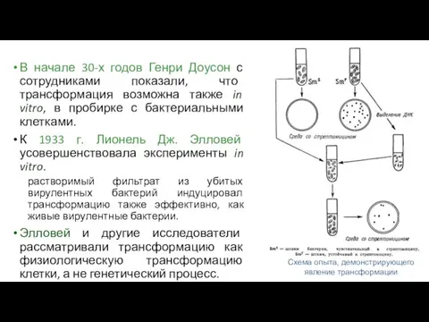 В начале 30-х годов Генри Доусон с сотрудниками показали, что