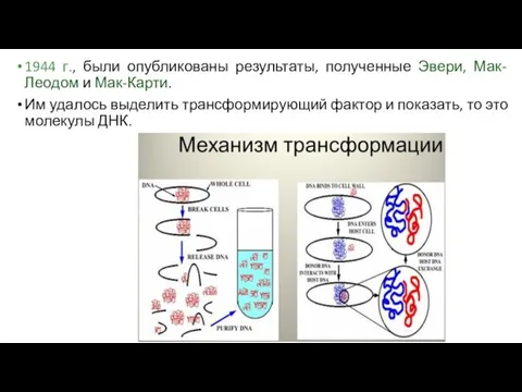 1944 г., были опубликованы результаты, полученные Эвери, Мак-Леодом и Мак-Карти.