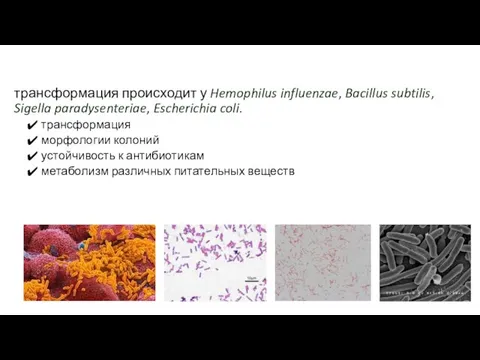 трансформация происходит у Hemophilus influenzae, Bacillus subtilis, Sigella paradysenteriae, Escherichia