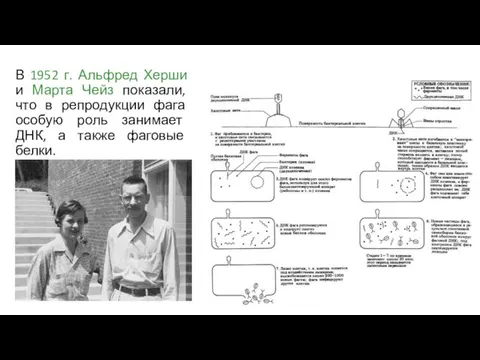 В 1952 г. Альфред Херши и Марта Чейз показали, что