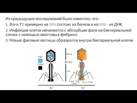 Из предыдущих исследований было известно, что: 1. Фаги Т2 примерно