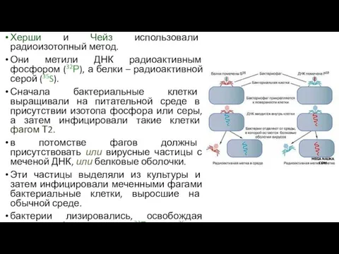 Херши и Чейз использовали радиоизотопный метод. Они метили ДНК радиоактивным