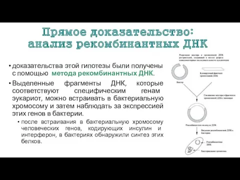 Прямое доказательство: анализ рекомбинантных ДНК доказательства этой гипотезы были получены