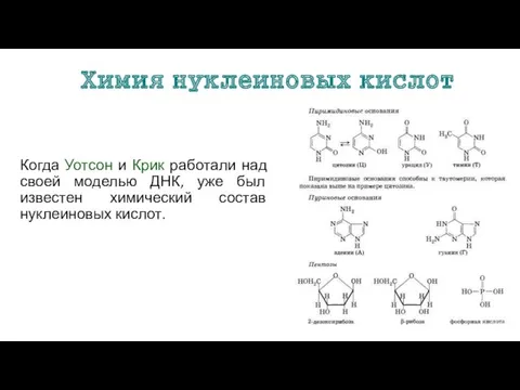 Химия нуклеиновых кислот Когда Уотсон и Крик работали над своей