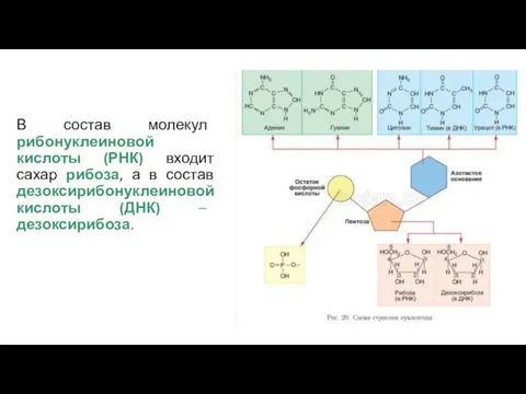 В состав молекул рибонуклеиновой кислоты (РНК) входит сахар рибоза, а