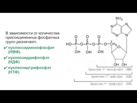 В зависимости от количества присоединенных фосфатных групп различают: нуклеозидмонофосфат (НМФ), нуклеозиддифосфат (НДФ) нуклеозидтрифосфат (НТФ).