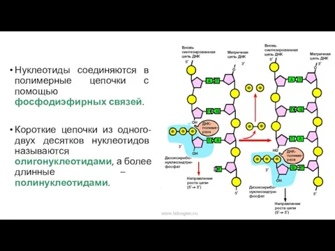 Нуклеотиды соединяются в полимерные цепочки с помощью фосфодиэфирных связей. Короткие