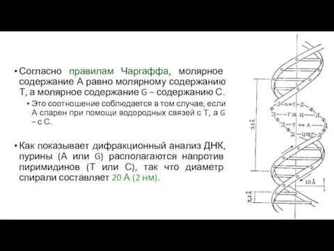 Согласно правилам Чаргаффа, молярное содержание А равно молярному содержанию Т,