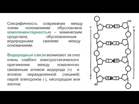 Специфичность спаривания между этими основаниями обусловлена комплементарностью – химическим сродством,