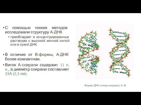 С помощью тонких методов исследовали структуру А-ДНК преобладает в концентрированных