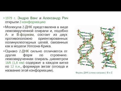 1979 г. Эндрю Ванг и Александр Рич открыли Z-конформацию Молекула