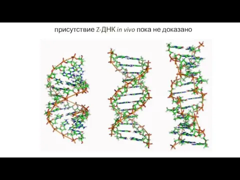 присутствие Z-ДНК in vivo пока не доказано