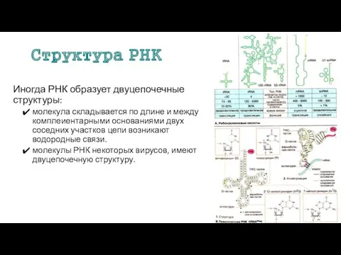 Структура РНК Иногда РНК образует двуцепочечные структуры: молекула складывается по