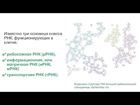 Известно три основных класса РНК, функционирующих в клетке: рибосомная РНК