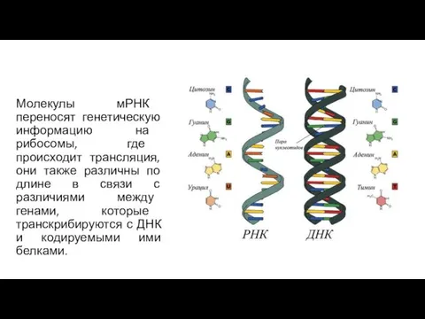 Молекулы мРНК переносят генетическую информацию на рибосомы, где происходит трансляция,