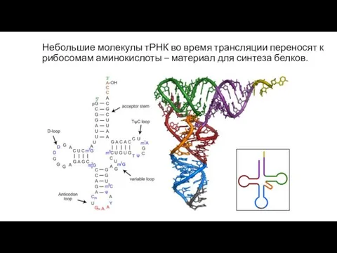 Небольшие молекулы тРНК во время трансляции переносят к рибосомам аминокислоты – материал для синтеза белков.