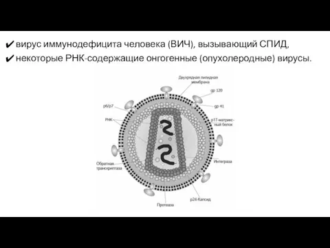 вирус иммунодефицита человека (ВИЧ), вызывающий СПИД, некоторые РНК-содержащие онгогенные (опухолеродные) вирусы.