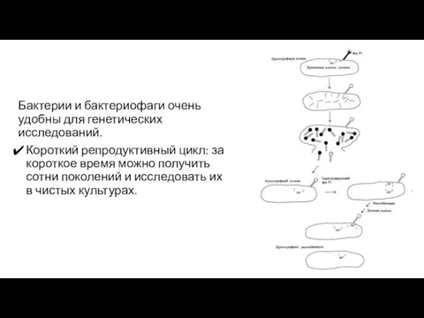 Бактерии и бактериофаги очень удобны для генетических исследований. Короткий репродуктивный