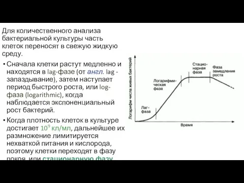 Для количественного анализа бактериальной культуры часть клеток переносят в свежую