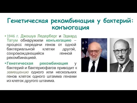 Генетическая рекомбинация у бактерий: конъюгация 1946 г. Джошуа Ледерберг и