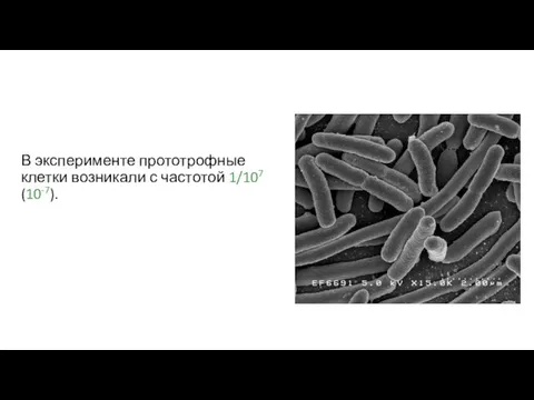 В эксперименте прототрофные клетки возникали с частотой 1/107 (10-7).