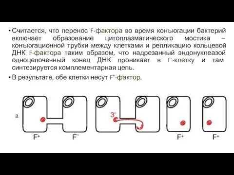 Считается, что перенос F-фактора во время конъюгации бактерий включает образование