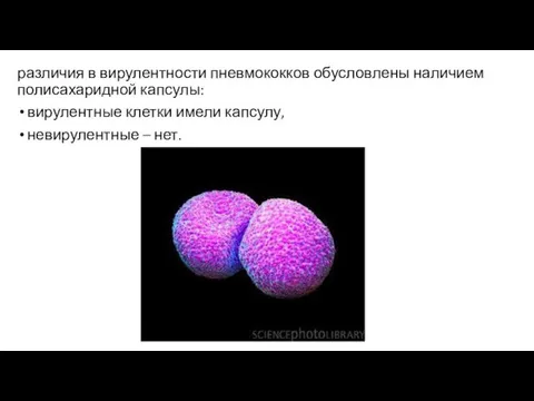 различия в вирулентности пневмококков обусловлены наличием полисахаридной капсулы: вирулентные клетки имели капсулу, невирулентные – нет.