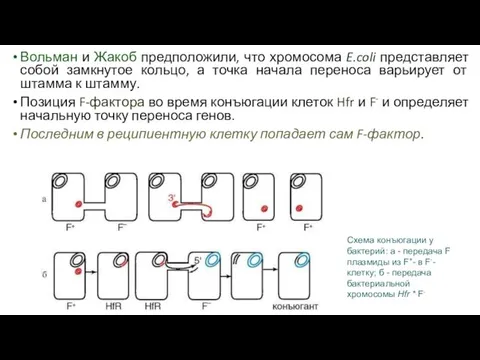 Вольман и Жакоб предположили, что хромосома E.coli представляет собой замкнутое