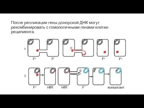 После репликации гены донорской ДНК могут рекомбинировать с гомологичными генами клетки-реципиента.