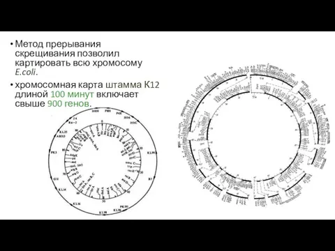 Метод прерывания скрещивания позволил картировать всю хромосому E.coli. хромосомная карта