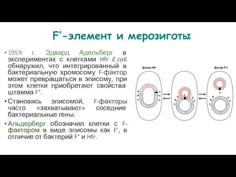 F’-элемент и мерозиготы 1959 г. Эдвард Адельберг в экспериментах с