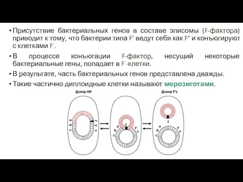 Присутствие бактериальных генов в составе эписомы (F-фактора) приводит к тому,