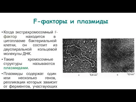 F-факторы и плазмиды Когда экстрахромосомный F-фактор находится в цитоплазме бактериальной