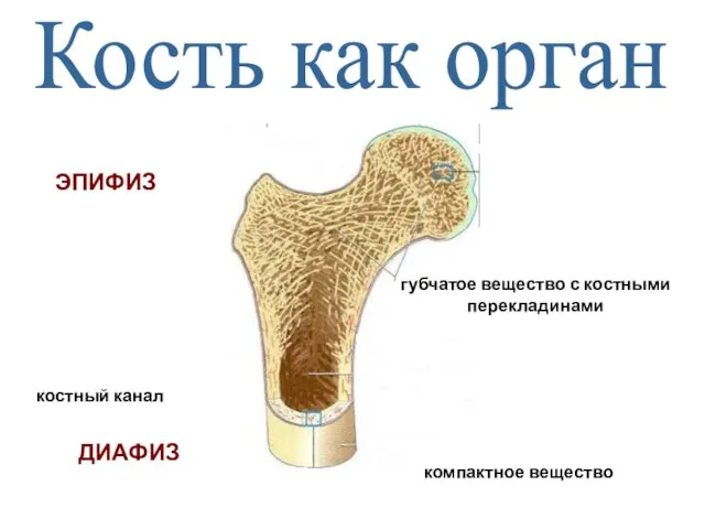 Кость как орган ЭПИФИЗ губчатое вещество с костными перекладинами ДИАФИЗ костный канал компактное вещество