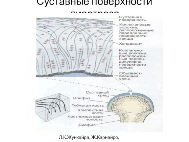 Суставные поверхности диартроза Л.К.Жункейра, Ж.Карнейро, 2009