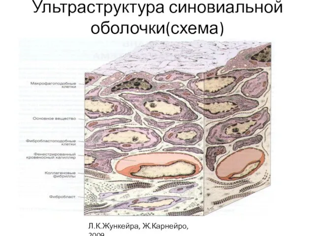 Ультраструктура синовиальной оболочки(схема) Л.К.Жункейра, Ж.Карнейро, 2009