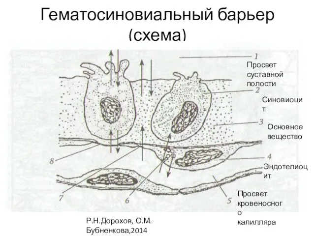 Гематосиновиальный барьер (схема) Р.Н.Дорохов, О.М.Бубненкова,2014 Просвет кровеносного капилляра Эндотелиоцит Основное вещество Синовиоцит Просвет суставной полости