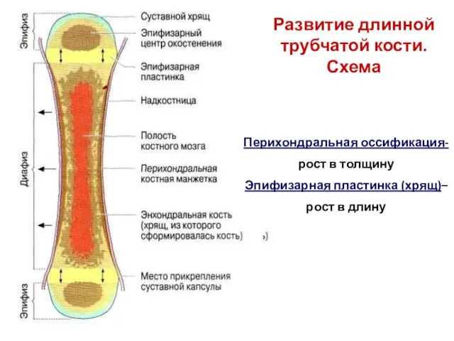 Развитие длинной трубчатой кости. Схема Перихондральная оссификация- рост в толщину Эпифизарная пластинка (хрящ)– рост в длину