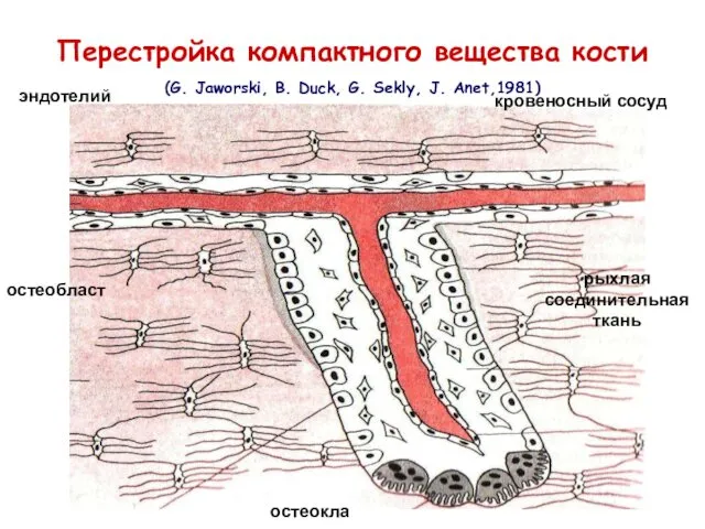 Перестройка компактного вещества кости (G. Jaworski, B. Duck, G. Sekly,