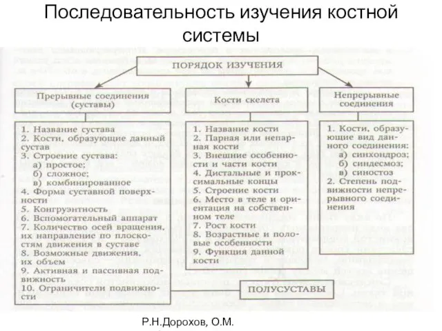 Последовательность изучения костной системы Р.Н.Дорохов, О.М.Бубненкова,2014