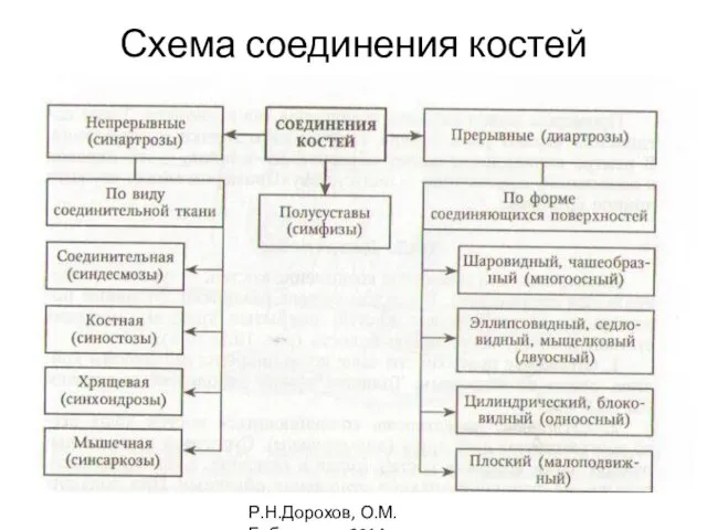 Схема соединения костей Р.Н.Дорохов, О.М.Бубненкова,2014