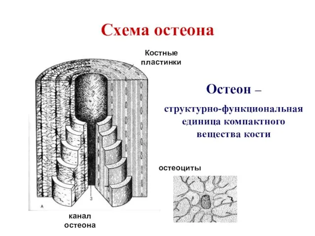 Схема остеона Остеон – структурно-функциональная единица компактного вещества кости Костные пластинки остеоциты канал остеона