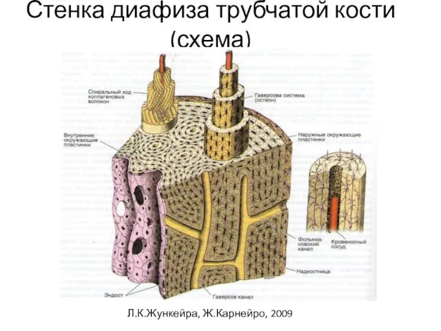 Стенка диафиза трубчатой кости (схема) Л.К.Жункейра, Ж.Карнейро, 2009