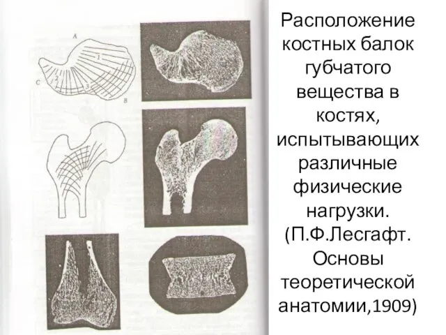 Расположение костных балок губчатого вещества в костях, испытывающих различные физические нагрузки. (П.Ф.Лесгафт. Основы теоретической анатомии,1909)