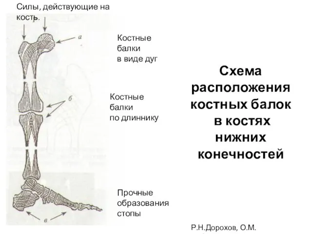 Схема расположения костных балок в костях нижних конечностей Силы, действующие