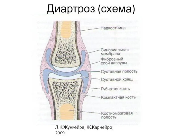 Диартроз (схема) Л.К.Жункейра, Ж.Карнейро, 2009